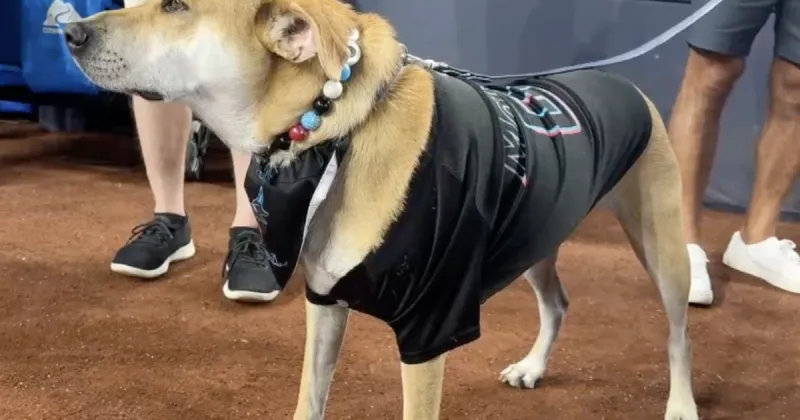 Jonah the viral Marlins dog gets a special day at loanDepot park in Boca Raton
