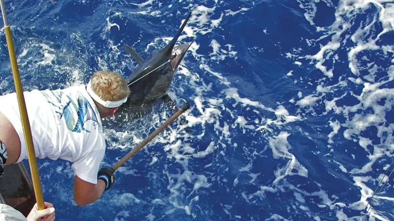 7 Best Blue Marlin Fishing Spots on the East Coast