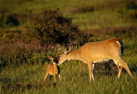 Jul 16, Babcock Ranch Eco Tours: Old Florida Adventure