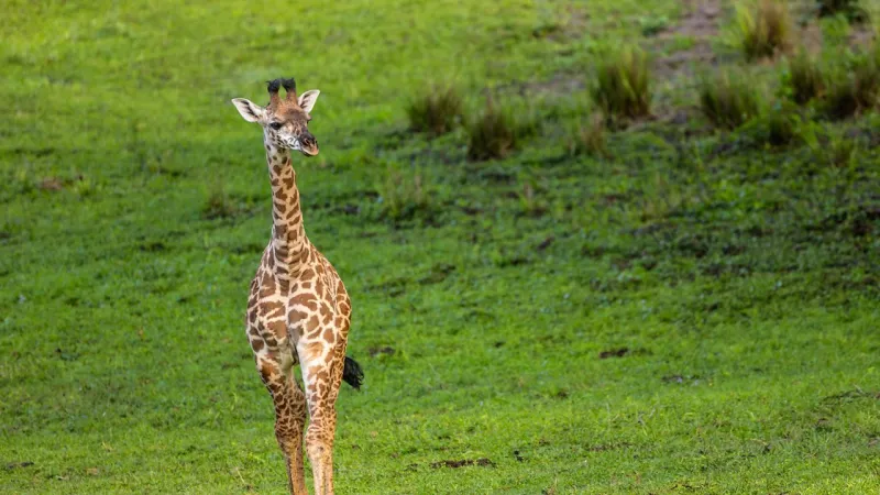 5 things to know about Animal Kingdom's baby giraffe
