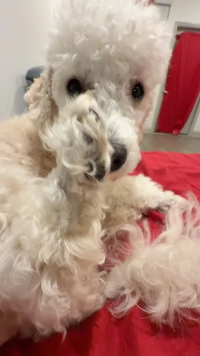 Disrespectful Poodle  (Video)