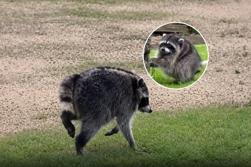 The Internet's New Obsession Is a Round Raccoon Named Jimothy