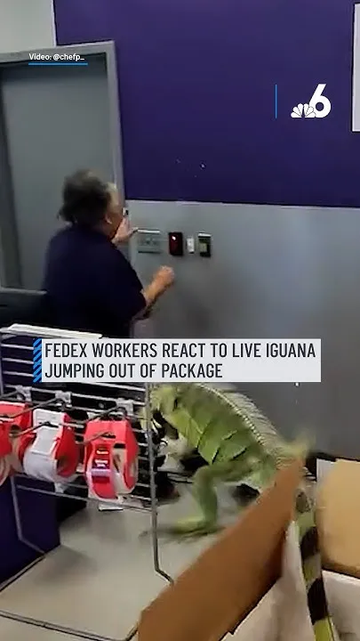 FedEx workers react to live iguana jumping out of package (Video)