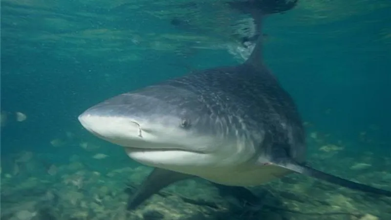 Shark Week in South Carolina