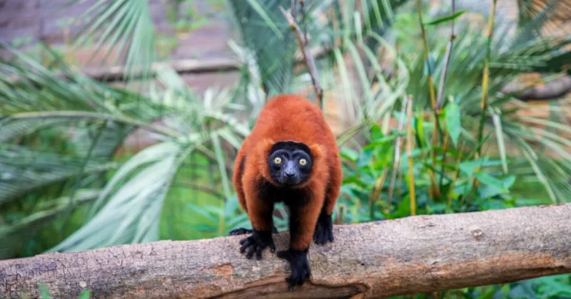 North Florida Wildlife Center welcomes red ruffed lemurs to help fund Madagascar habitat restoration