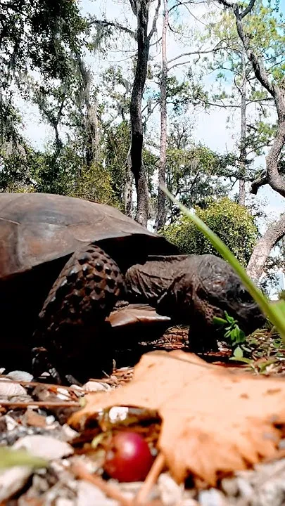Florida Turtles (Video)