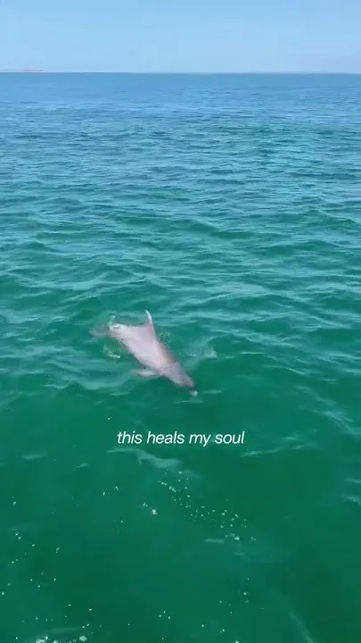 Dolphin Cruise Experience in Pensacola (Video)