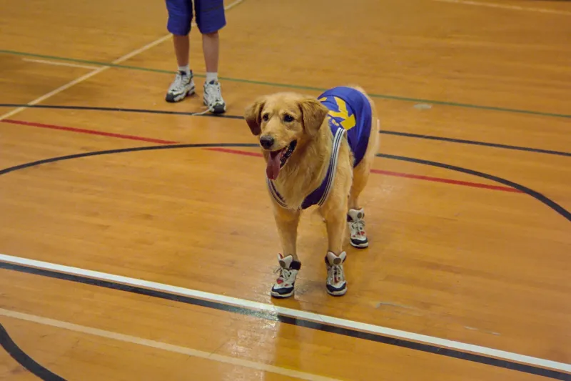 The Definitive Ranking of Completely Implausible '90s Sports Movies