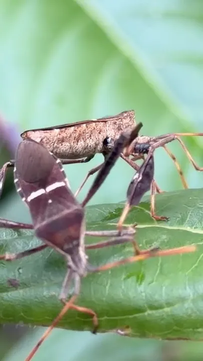 Leaf Footed Bugs Mating In Florida (Video)