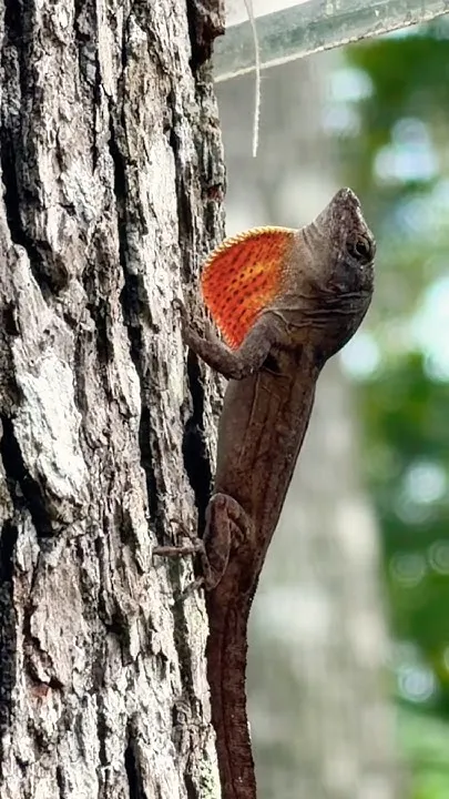 Cuban Anole Lizard In Florida (Video)
