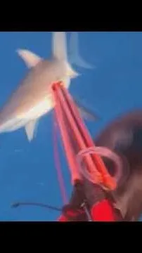 Video of shark biting spear fisherman (Video)