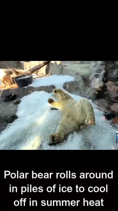 Polar bear rolls around in piles of ice to cool off in summer heat (Video)