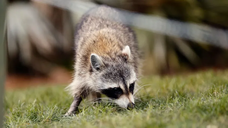 Health department in Marion warns that rabid raccoon has been found
