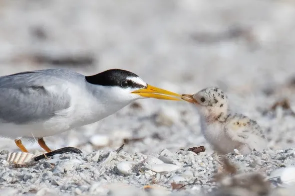 Wrack Line - The Florida Shorebird Alliance Newsletter August 2026