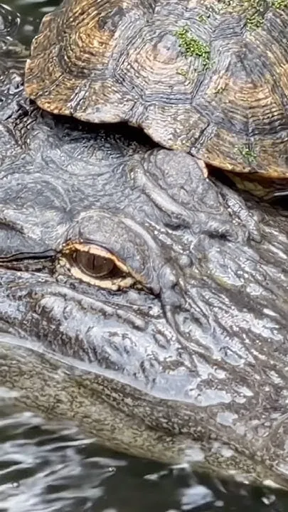 A Snapping Turla (Video)