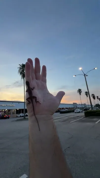Only In Florida Type Of Thing (Video)