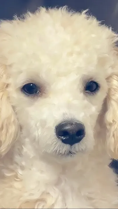 Fluffy From Southern Life (Video)