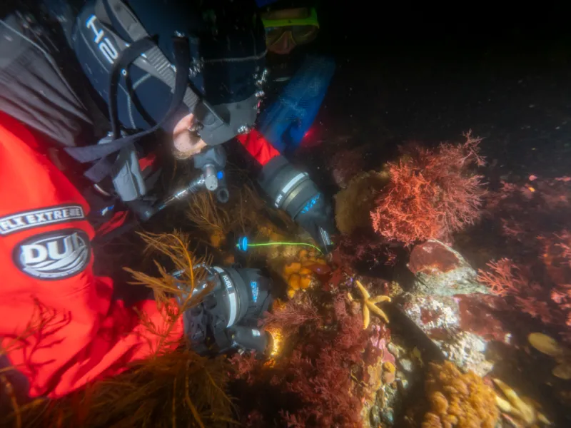 USF researchers study Antarctic Sea squirt to fight skin cancer cells