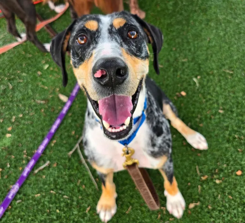 Spoil Patty Baker Humane Society Pets This Summer