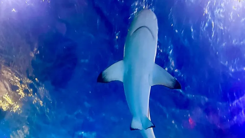 5 things to know about Sea Life Aquarium's 'Summer of Sharks'