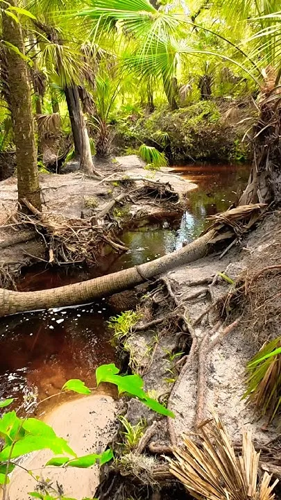 The Real Florida! Our Largest Florida Adventure (Video)
