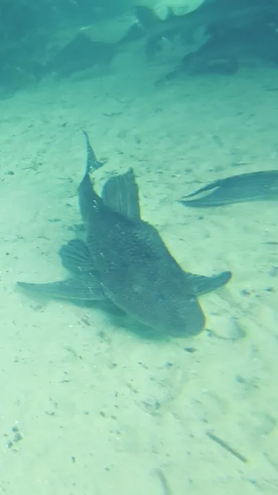 Florida Natural Springs (Video)