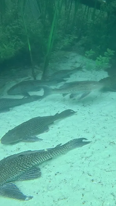 Lithia Springs, Florida (Video)