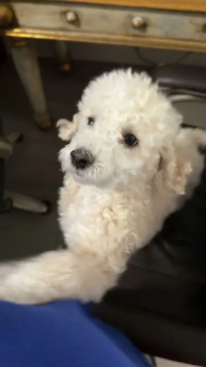 Como se llama el perro? el perro se llama gato (Video)