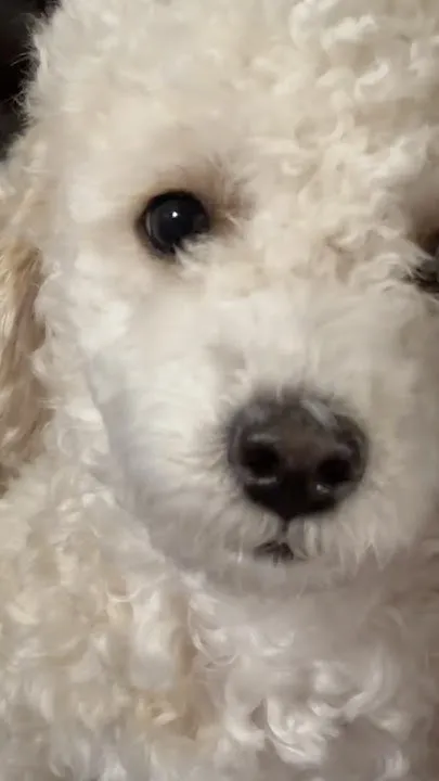 El Perro Se Llama Gato (Video)