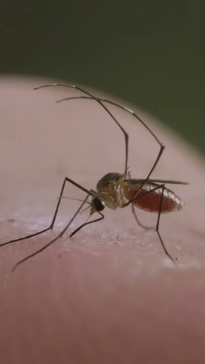 Every mosquito has a type - and you may not be it. (Video)
