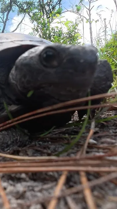 A snapping turla in Florla (Video)