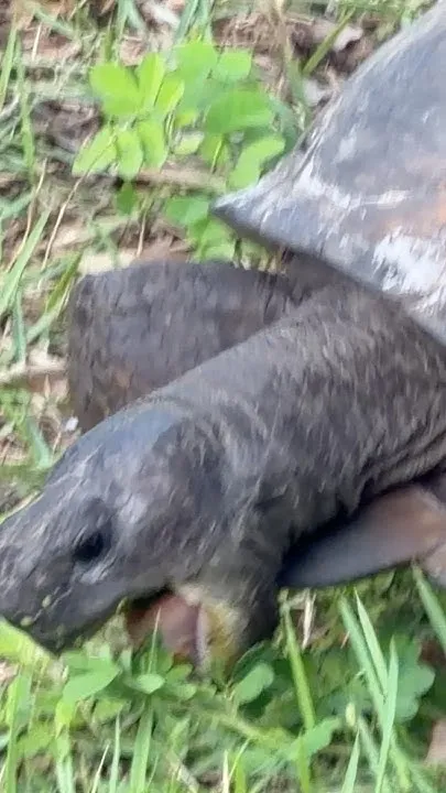 A Florida Snapping Turla (Video)