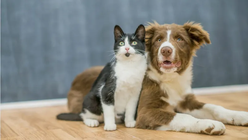 Cutest Pet Contest 2026 in Central Florida: How to Enter, Vote & Win Big