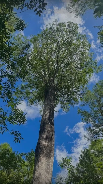 Florida Wilderness Trek: Devils Creek & Beyond  (Video)