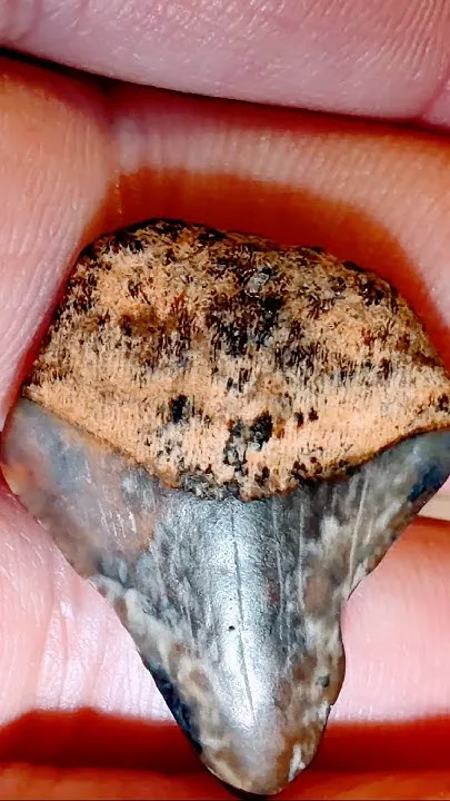 Megalodon Shark Tooth VENICE FLORIDA (Video)