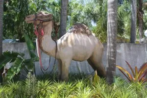 Camel Found In The Keys!