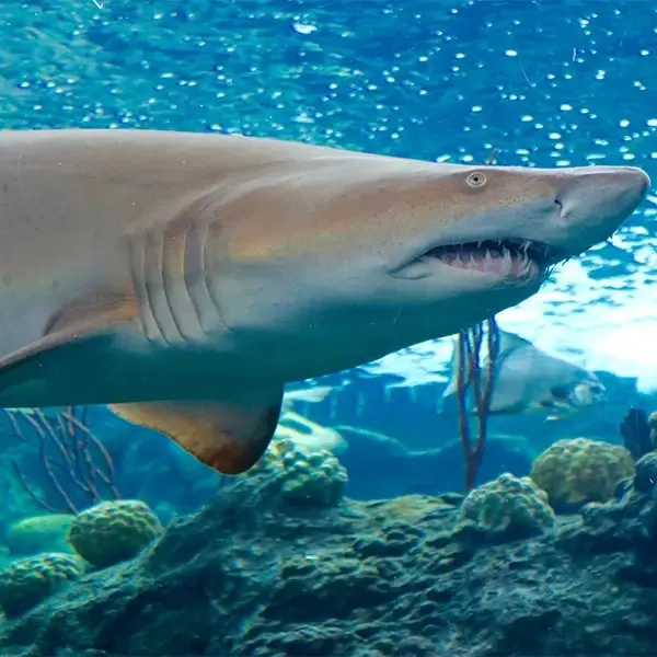 Aug 17, 16 Top Florida Aquariums: Family Fun and Adventure