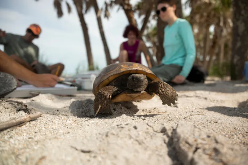 Eckerd College Students Co-Author Gopher Tortoise Research in Prominent Scientific Journals