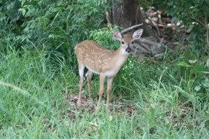 Bambi & Family