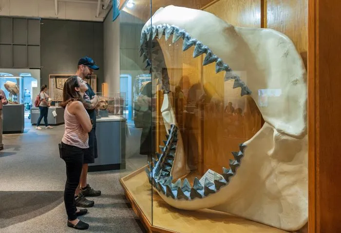 Aug 19, Best Places In Florida To Find Shark Teeth