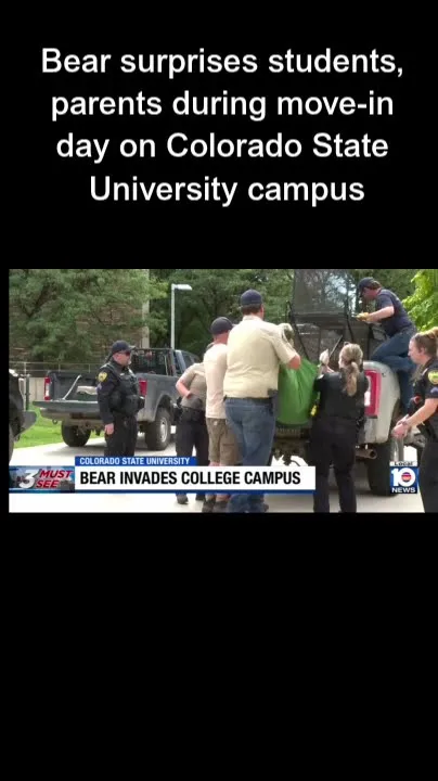 Bear surprises students, parents during move-in day on Colorado State University campus (Video)