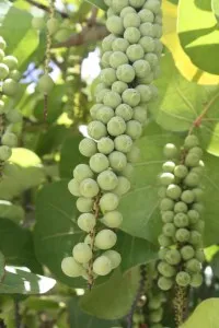 Florida Keys Sea Grapes