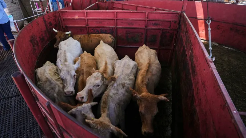 Economists don't expect reopening the U.S. to Mexican cattle imports to reduce high beef prices