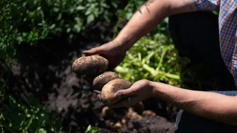 Meet the 26-year-old farmer supplying the State Fair's famous potato booth with locally grown tubers