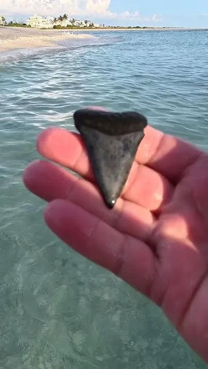 Found a Giant Shark Teeth Fossil In Florida (Video)