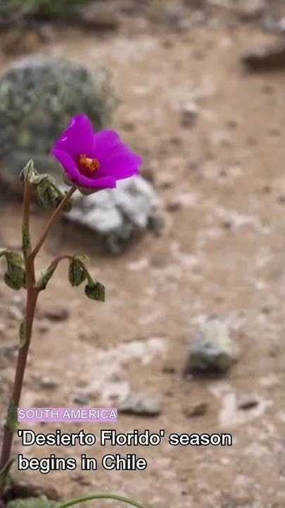 First flowers emerge in Chile's Atacama as 'Desierto Florido' season begins (Video)