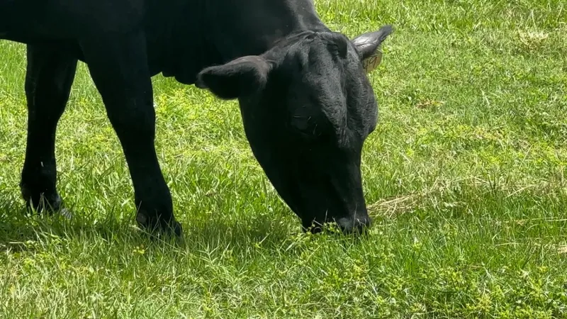 Florida cattle rancher says he's concerned over beef tariff pause