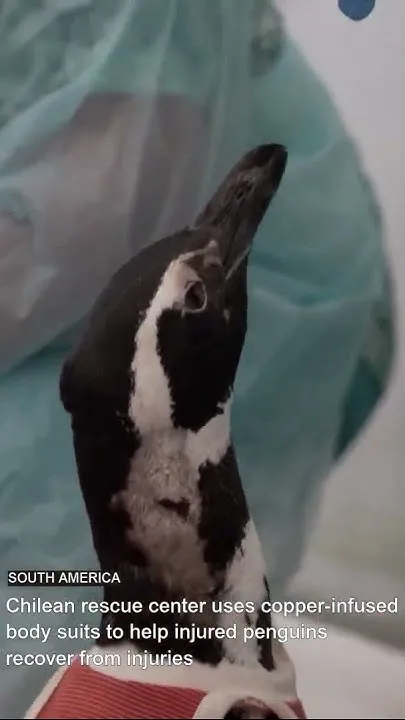 Red copper body suit helps injured penguins to recover in Chile (Video)