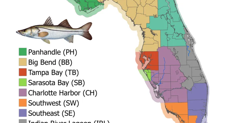 Snook recreational harvest in all east coast and most west coast management regions opens Sept. 1