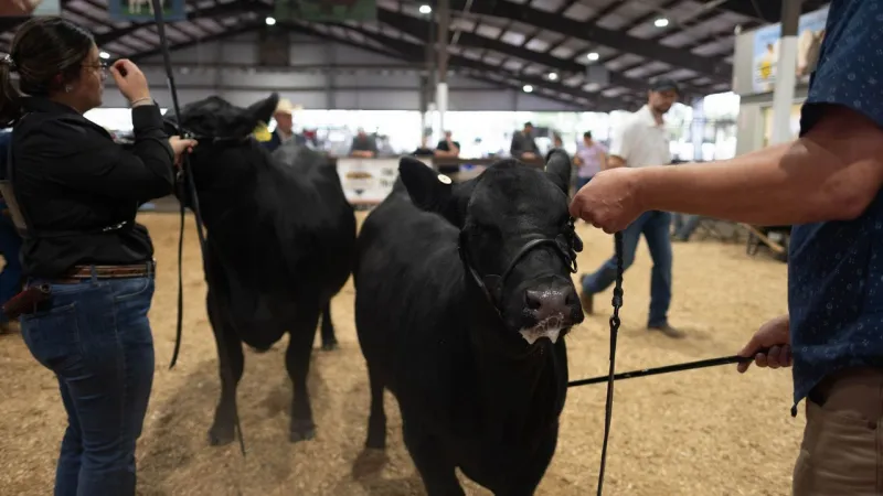 New York beef producers respond to Trump Administration's decision to import beef
